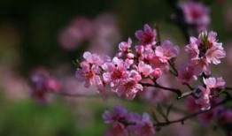 桃花大爆料解说大全最新,揭秘娱乐圈最新热点事件大盘点